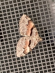 Xanthorhoe labradorensis