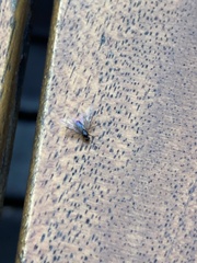 Formicinae