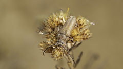 Crossidius testaceus