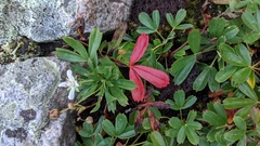 Sibbaldiopsis tridentata