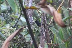 Diglossa gloriosissima