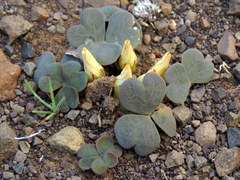 Oxalis grammopetala