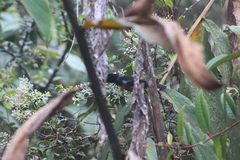 Diglossa gloriosissima