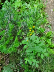 Agrimonia gryposepala