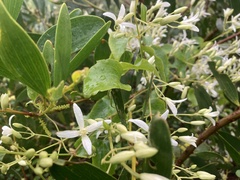 Clematis glycinoides