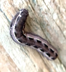 Spodoptera ornithogalli