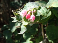 Symphoricarpos albus