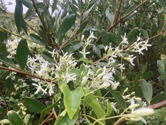 Clematis glycinoides