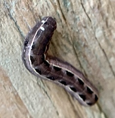 Spodoptera ornithogalli