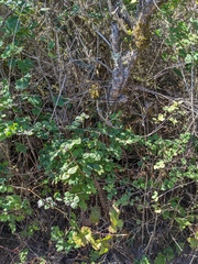 Symphoricarpos albus