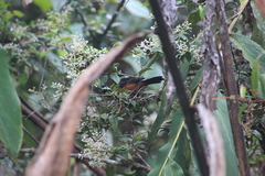 Diglossa gloriosissima