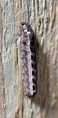 Spodoptera ornithogalli