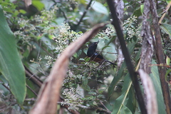 Diglossa gloriosissima