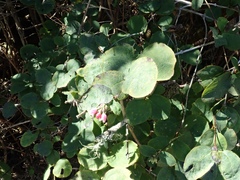 Symphoricarpos albus