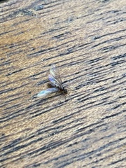 Formicinae