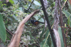 Diglossa gloriosissima