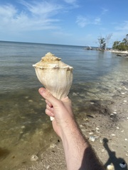 Sinistrofulgur sinistrum