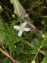 Moehringia muscosa