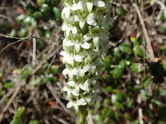 Platanthera elegans
