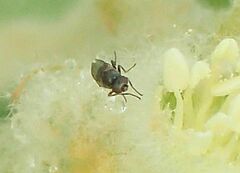 Milichiidae