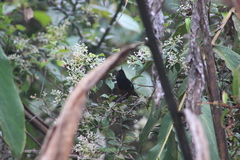 Diglossa gloriosissima