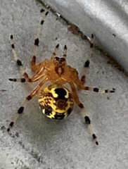 Araneus marmoreus