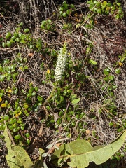 Platanthera elegans