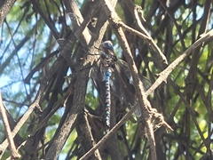 Rhionaeschna multicolor