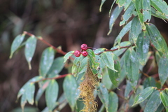 Vaccinioideae