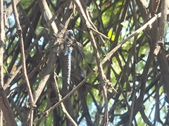 Rhionaeschna multicolor