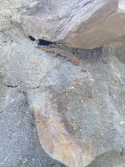 Gonatodes albogularis albogularis