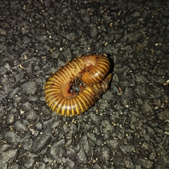 Thyropygus allevatus