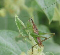 Conocephalus brevipennis