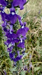 Lobelia fenestralis