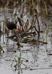 Irediparra gallinacea