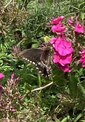 Papilio troilus