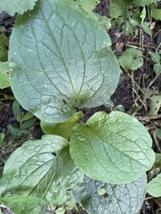 Smilax ecirrhata