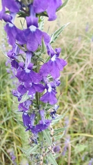Lobelia fenestralis