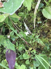 Moehringia muscosa