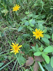 Helianthus divaricatus