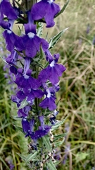 Lobelia fenestralis