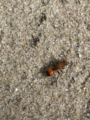 Dasymutilla bioculata