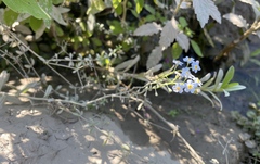 Myosotis scorpioides