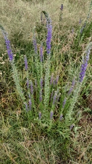 Lobelia fenestralis
