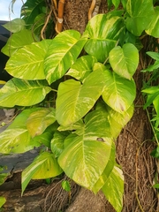 Epipremnum aureum