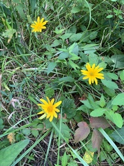 Helianthus divaricatus