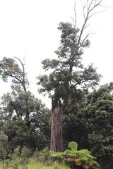 Metrosideros polymorpha