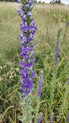 Lobelia fenestralis