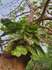 Epipremnum aureum