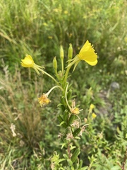 Oenothera parviflora